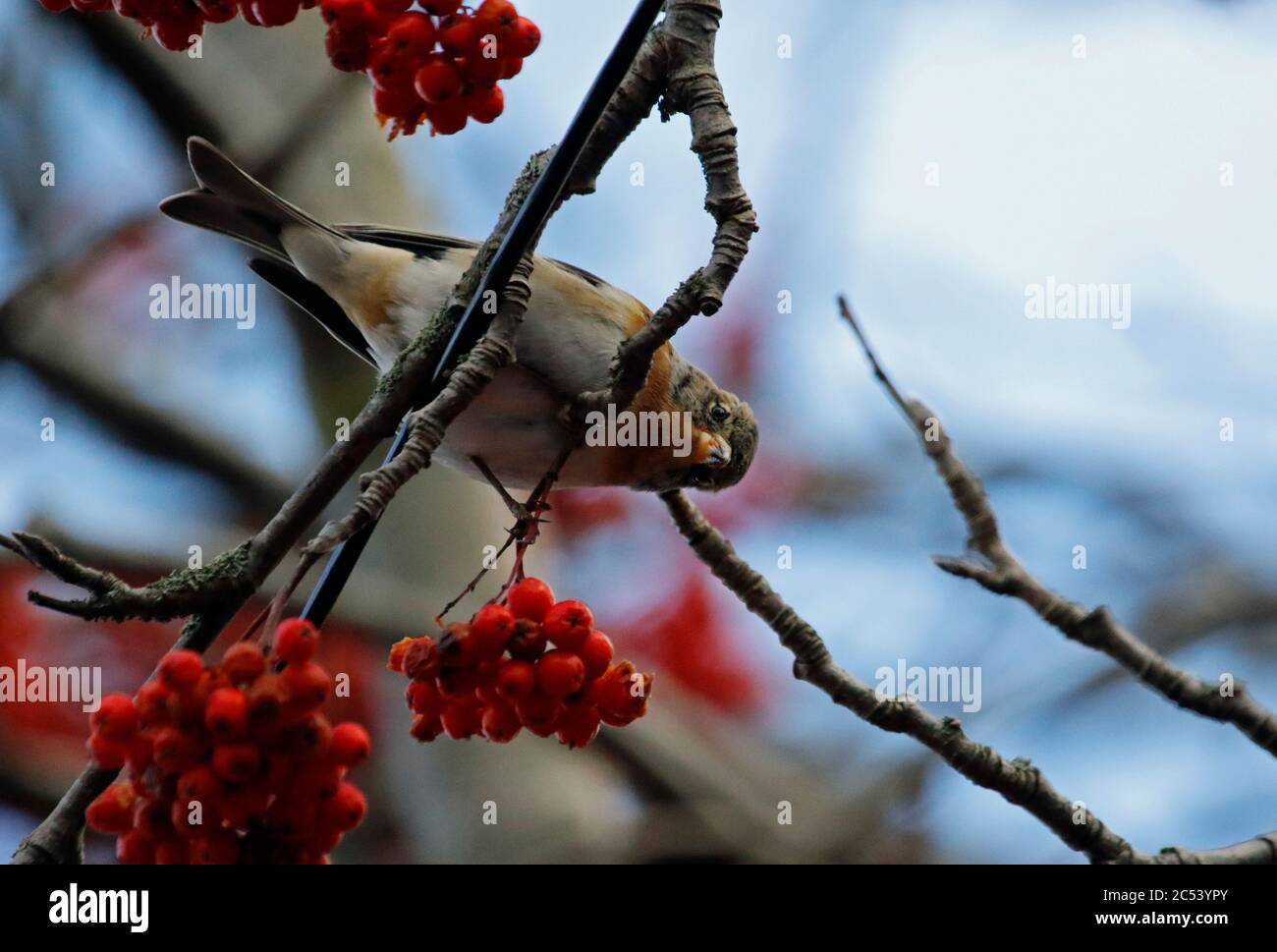 Bramblings Fütterung auf Eberesche Beeren Stockfoto