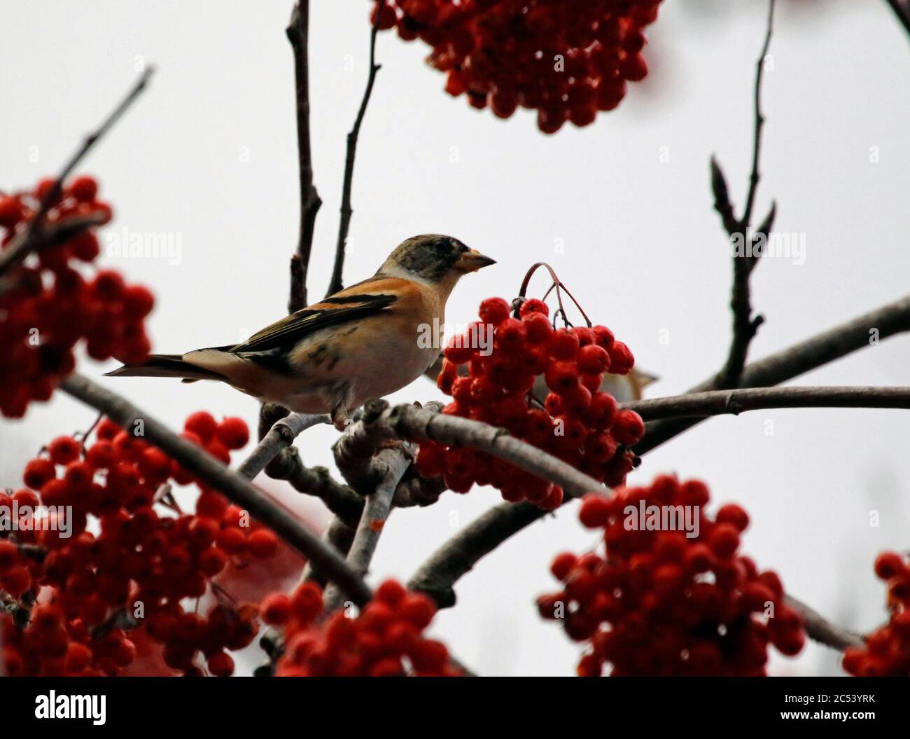 Bramblings Fütterung auf Eberesche Beeren Stockfoto