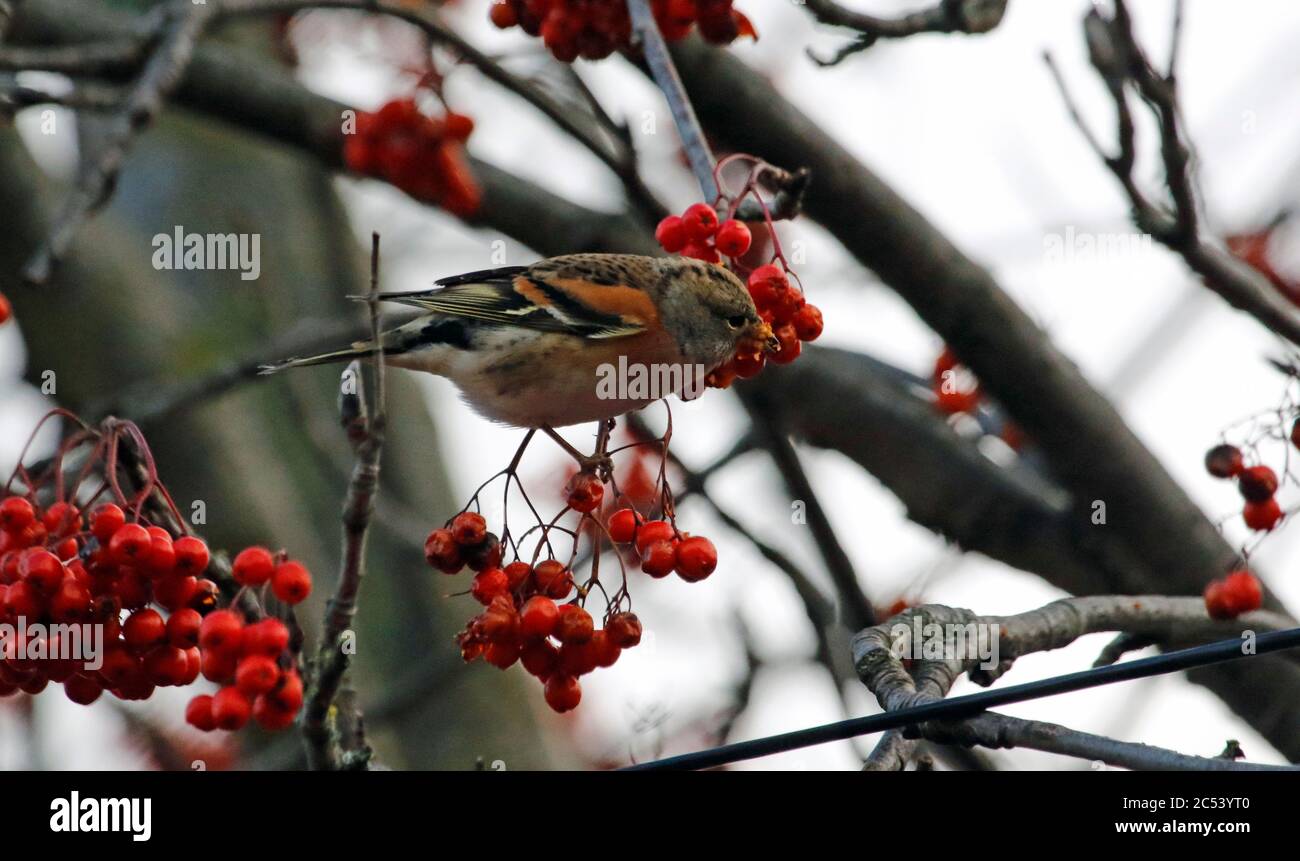 Bramblings Fütterung auf Eberesche Beeren Stockfoto