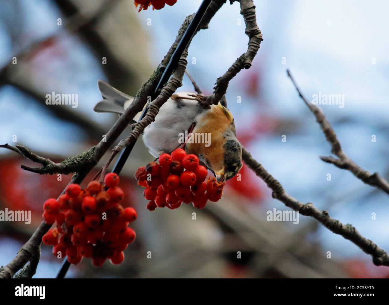Bramblings Fütterung auf Eberesche Beeren Stockfoto