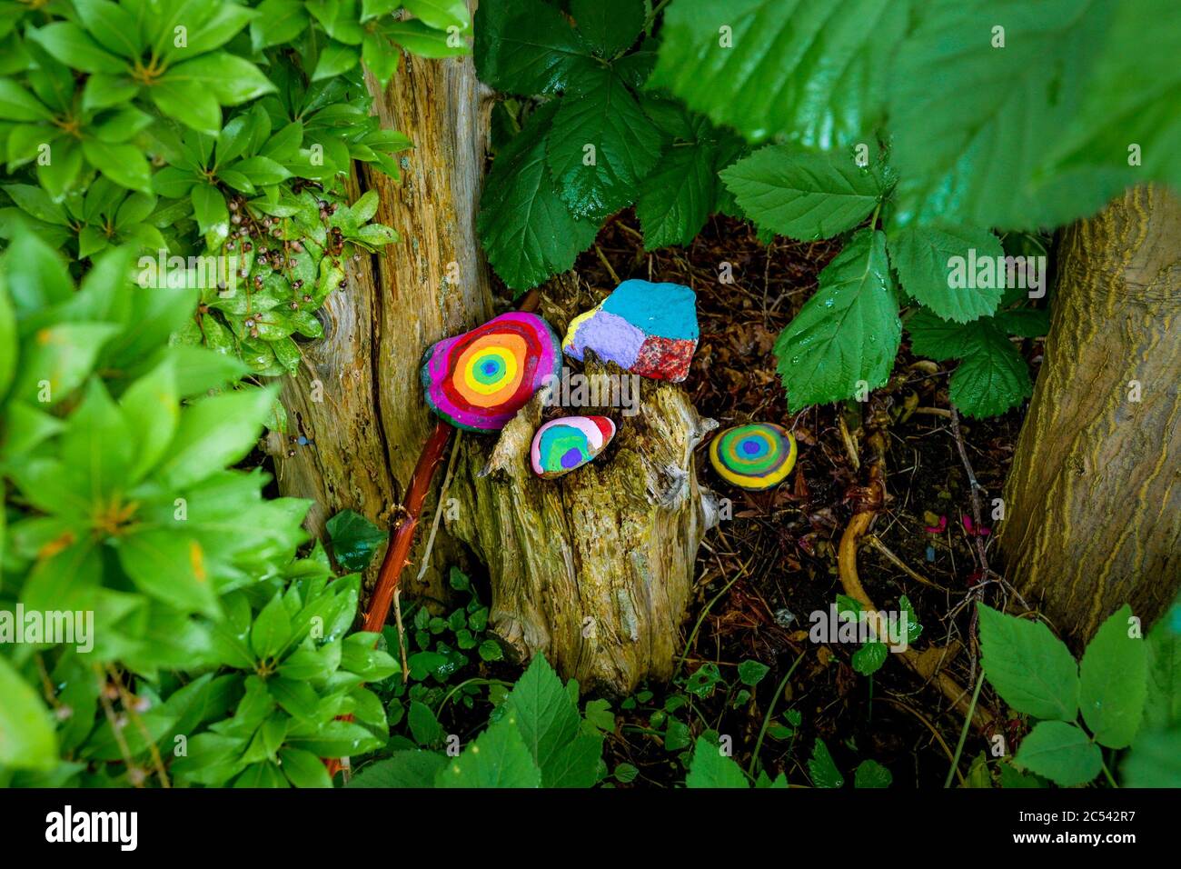 Covid 19 Ära, Regenbogengestrichene Felsen, Lynn Valley, British Columbia, Kanada Stockfoto