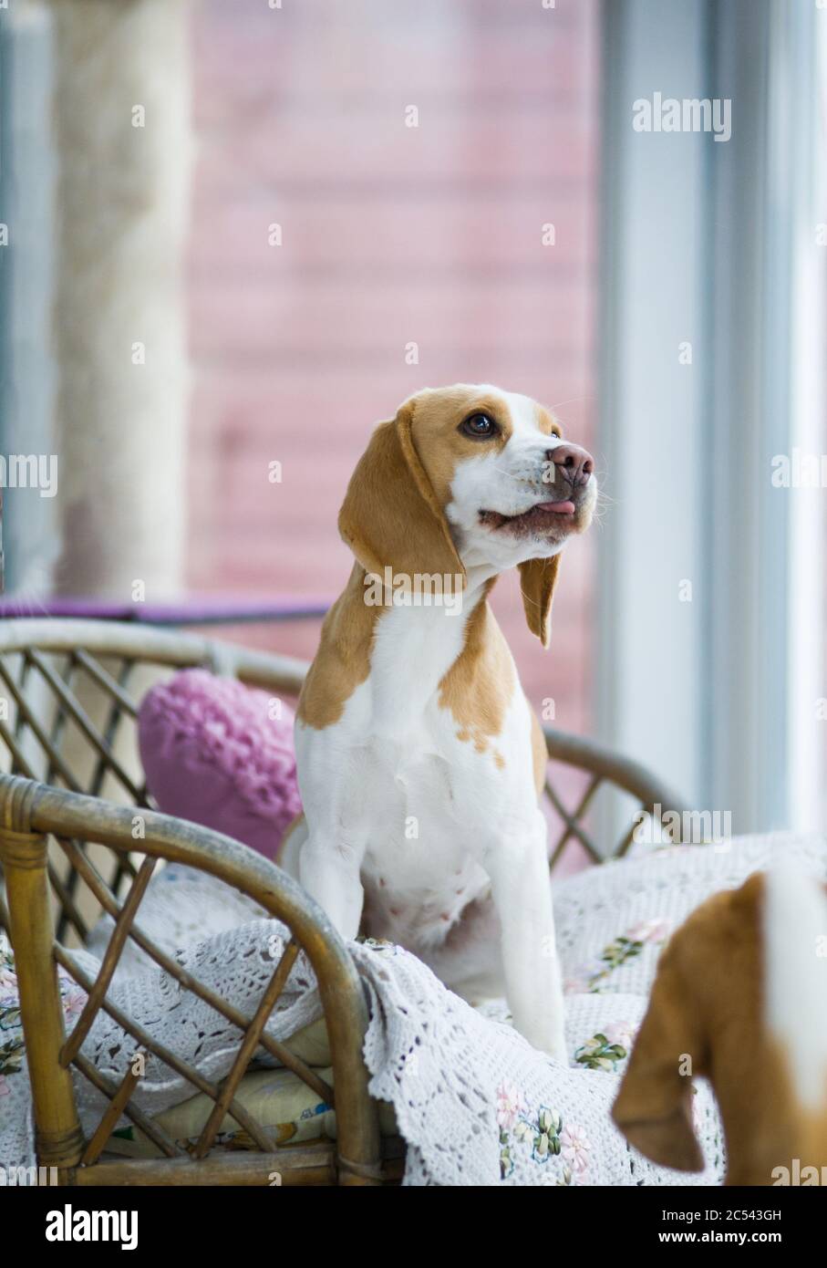 Niedlichen englischen Beagle Hund in alten gemütlichen Stuhl drinnen. Haustiere im Haus. Reinrassige Hunde Stockfoto