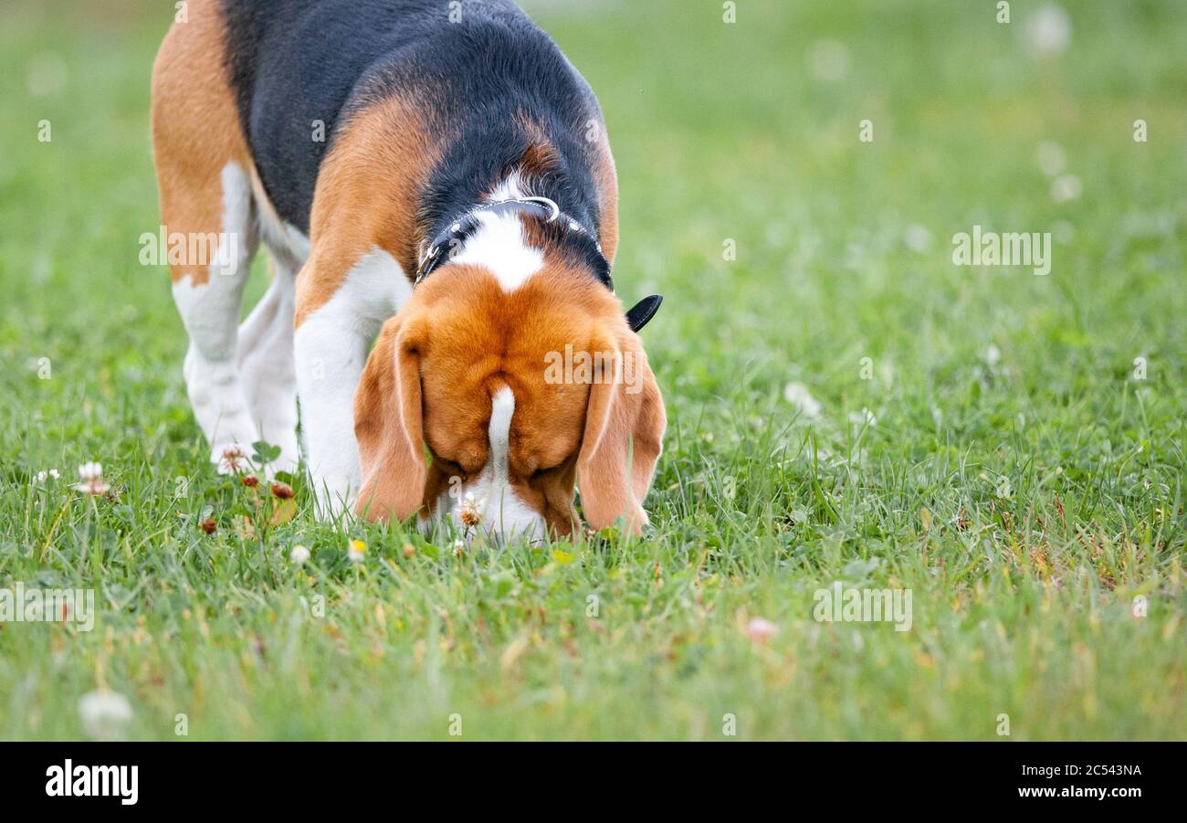 Beagle Hund schnüffelt das Gras im Sommer Stockfoto