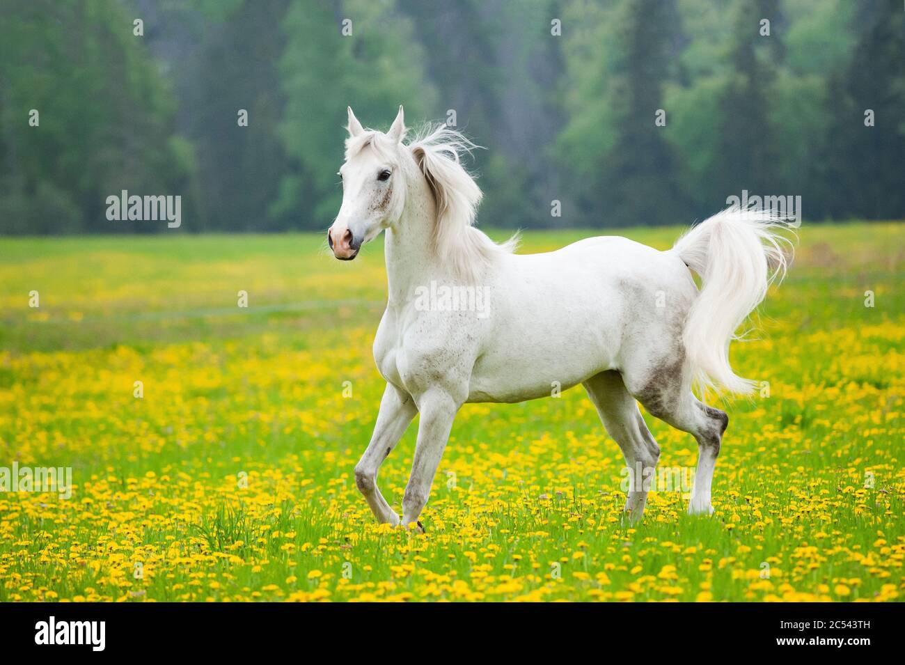 Schönes weißes arabisches Pferd im Bereich der Löwenzahn. Weißes Pferd läuft auf Freiheit Stockfoto