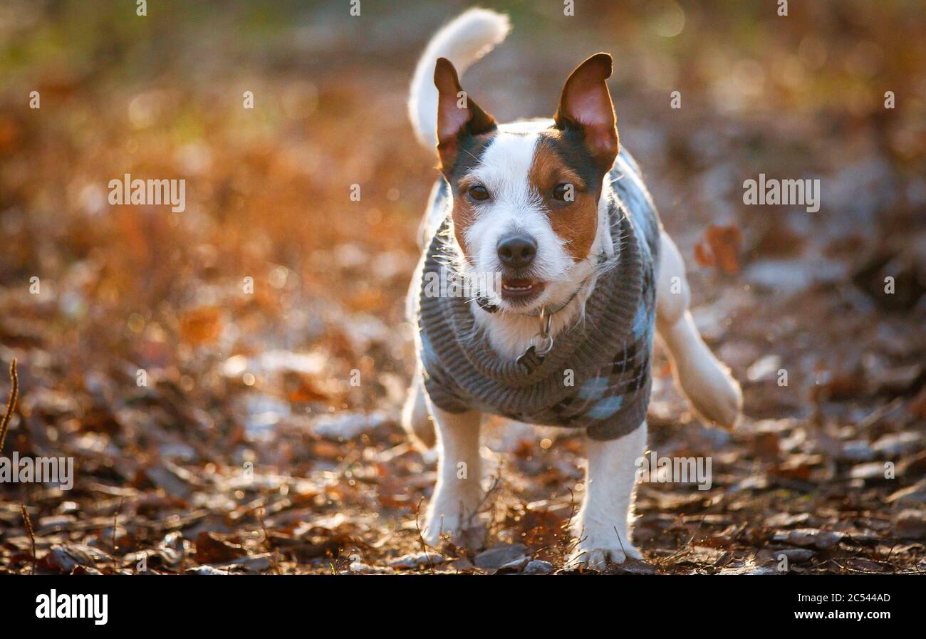 Jack russell Terrier Hund läuft in kalten Herbsttag, Vorderansicht Stockfoto