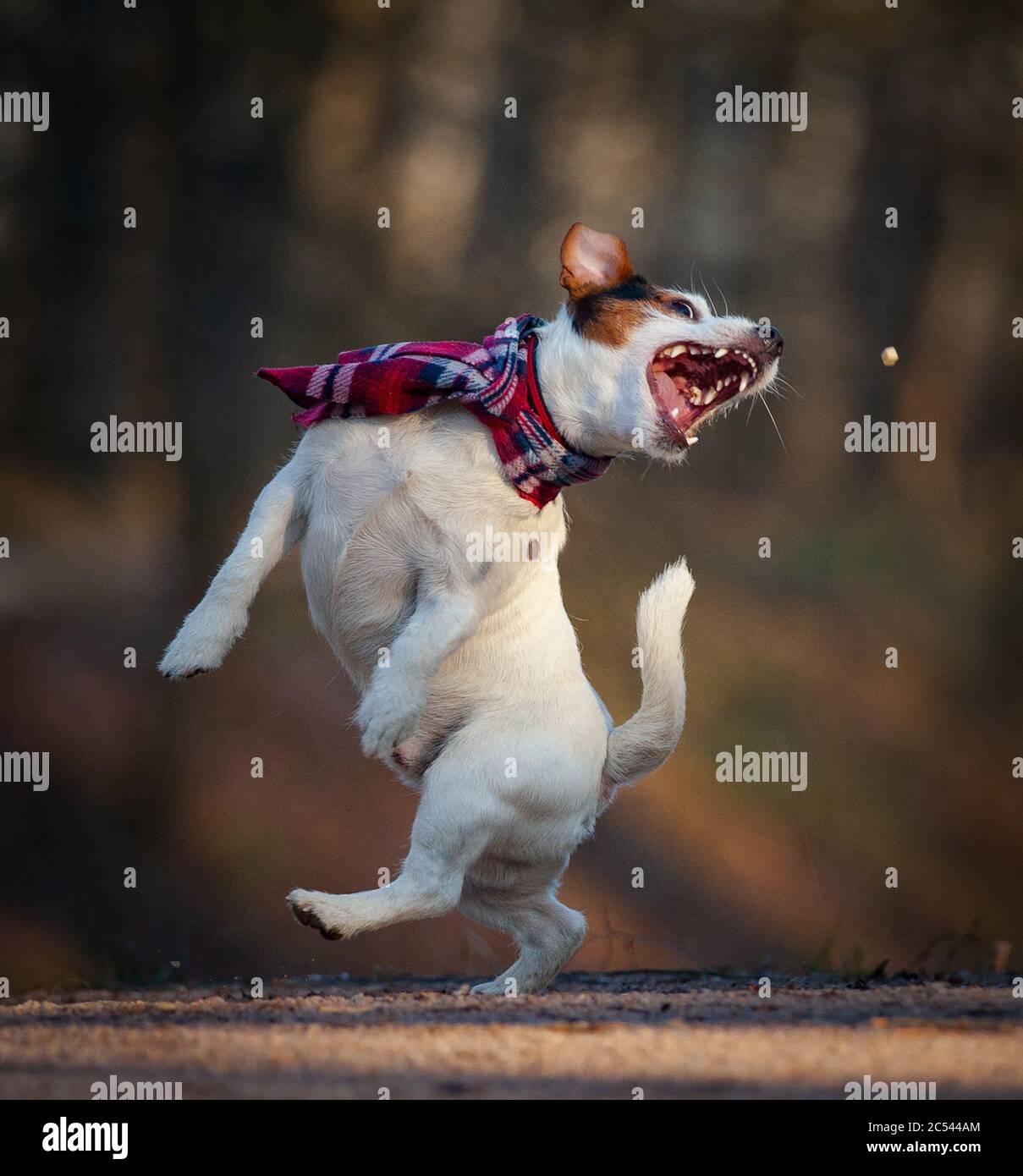 Nette lustige Hund Jack russel Terrier fangen ein Vergnügen, tanzen weraing einen Schal Stockfoto