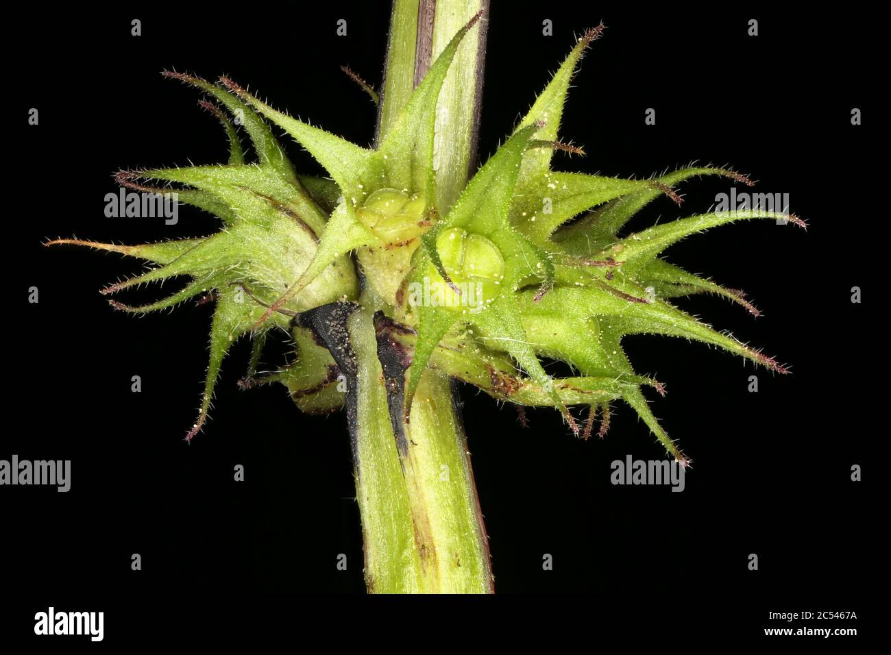Cut-leaved Dead-Nettle (Lamium pureum). Verticillaster Closeup Stockfoto