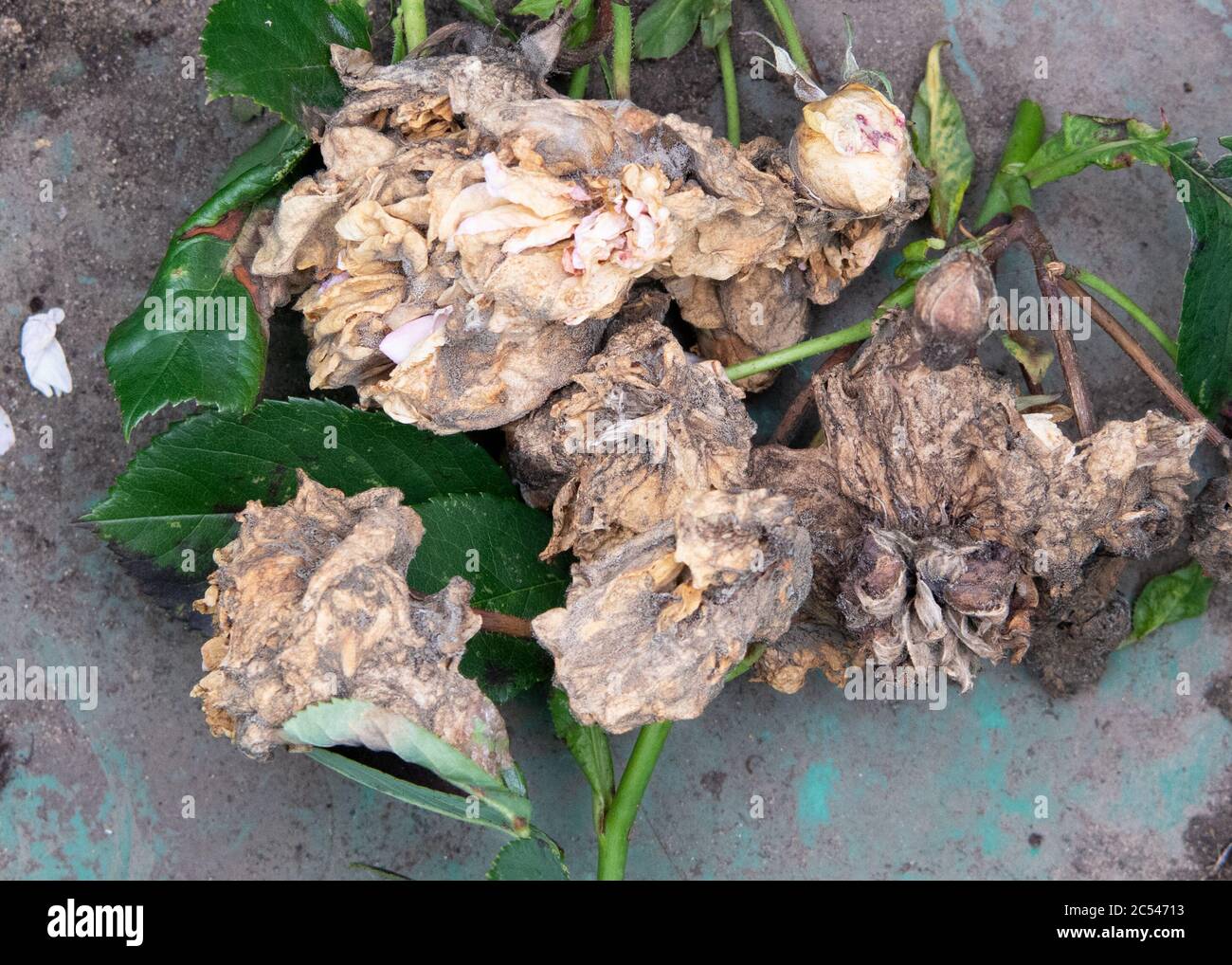 Botrytis cinerea auf Rosenköpfen, die nach einer Zeit von warmen Temperaturen und starkem Regen aus der betroffenen Rosenpflanze entfernt wurden Stockfoto