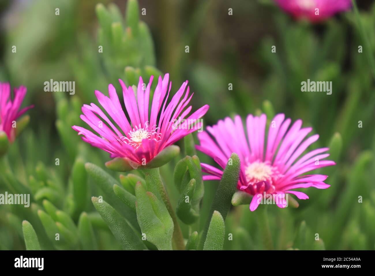 Rosa Blume und grünes Blatt der Eispflanze (Delosperma) als Sukkulente Stockfoto