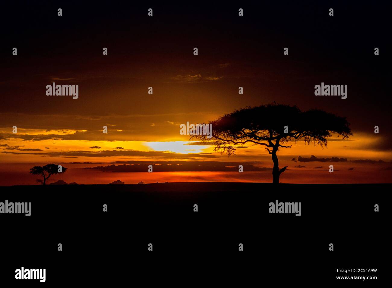 Sonnenuntergang mit Baum im Maasai Mara National Reserve, Kenia Stockfoto