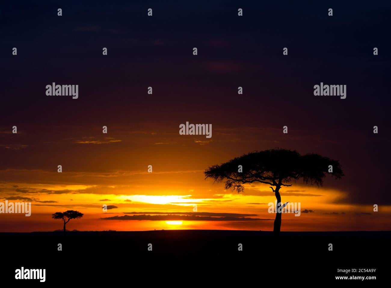 Sonnenuntergang mit Baum im Maasai Mara National Reserve, Kenia Stockfoto