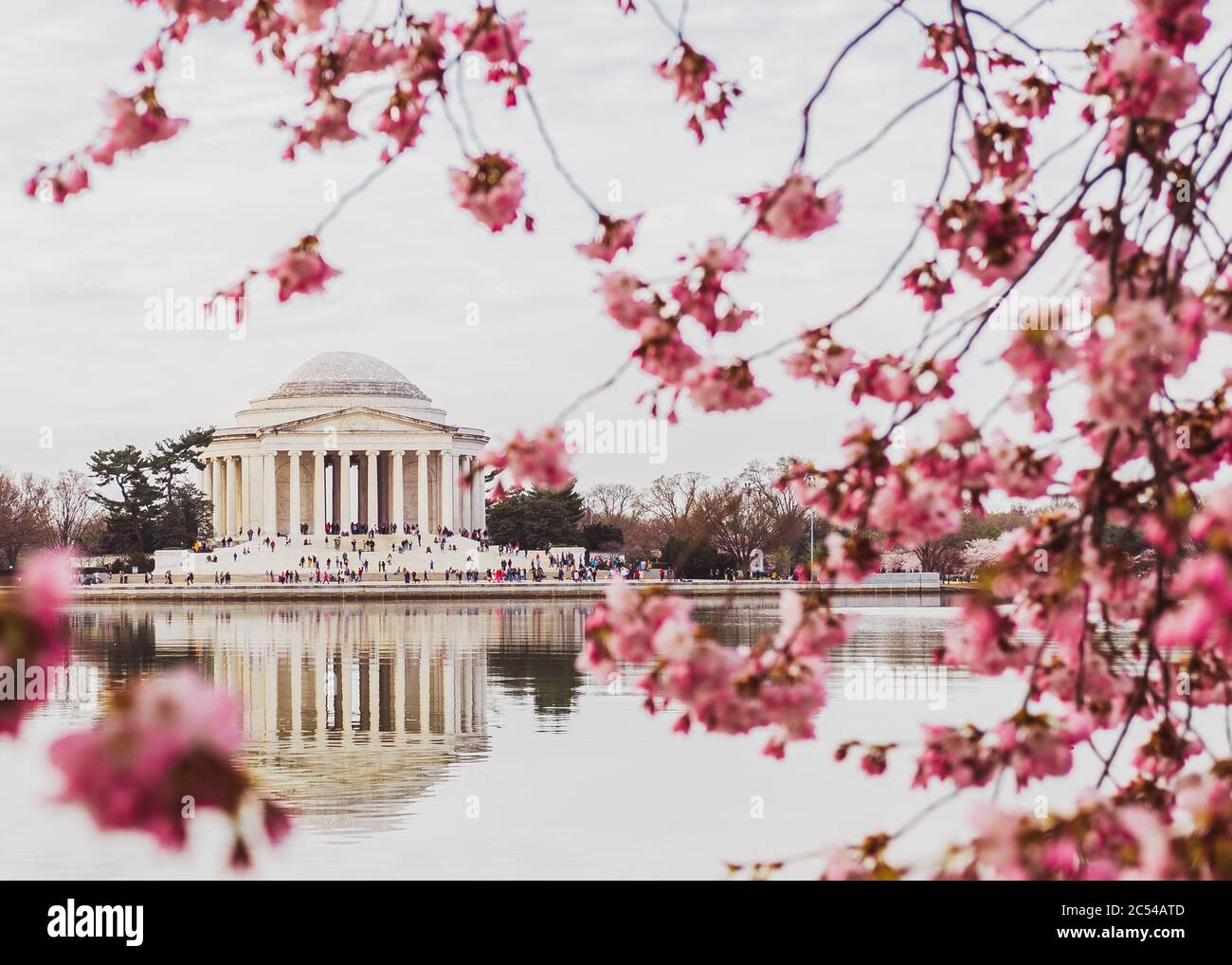 Das Thomas Jefferson Memorial, eingerahmt von rosa Kirschblüten, spiegelt sich an einem Frühlingsmorgen in Washington, D.C. im Wasser des Tidal Basin wider Stockfoto