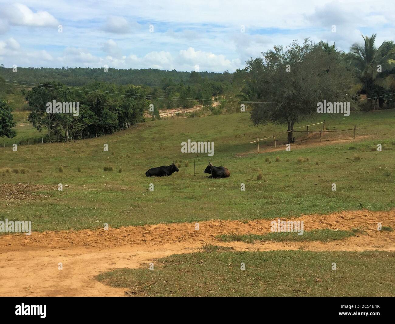 Ochsen entspannen auf einem Feld Stockfoto