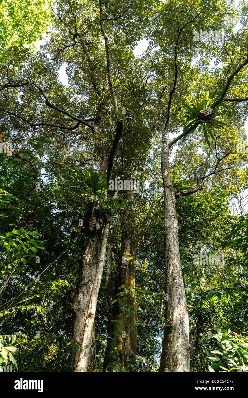 Großer Durian Baum (Durio zibethinus) Stockfoto