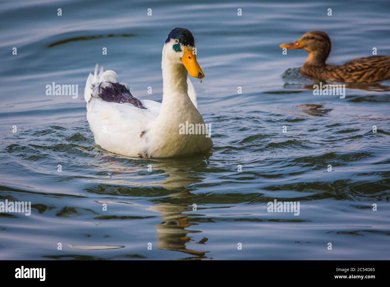 Eine weiße Ente mit gelbem Schnabel schwimmend im See Mit einem braunen im Hintergrund Stockfoto Eine weiße Ente mit gelbem Schnabel schwimmend im See Mit einem braunen im Hintergrund Stockfoto