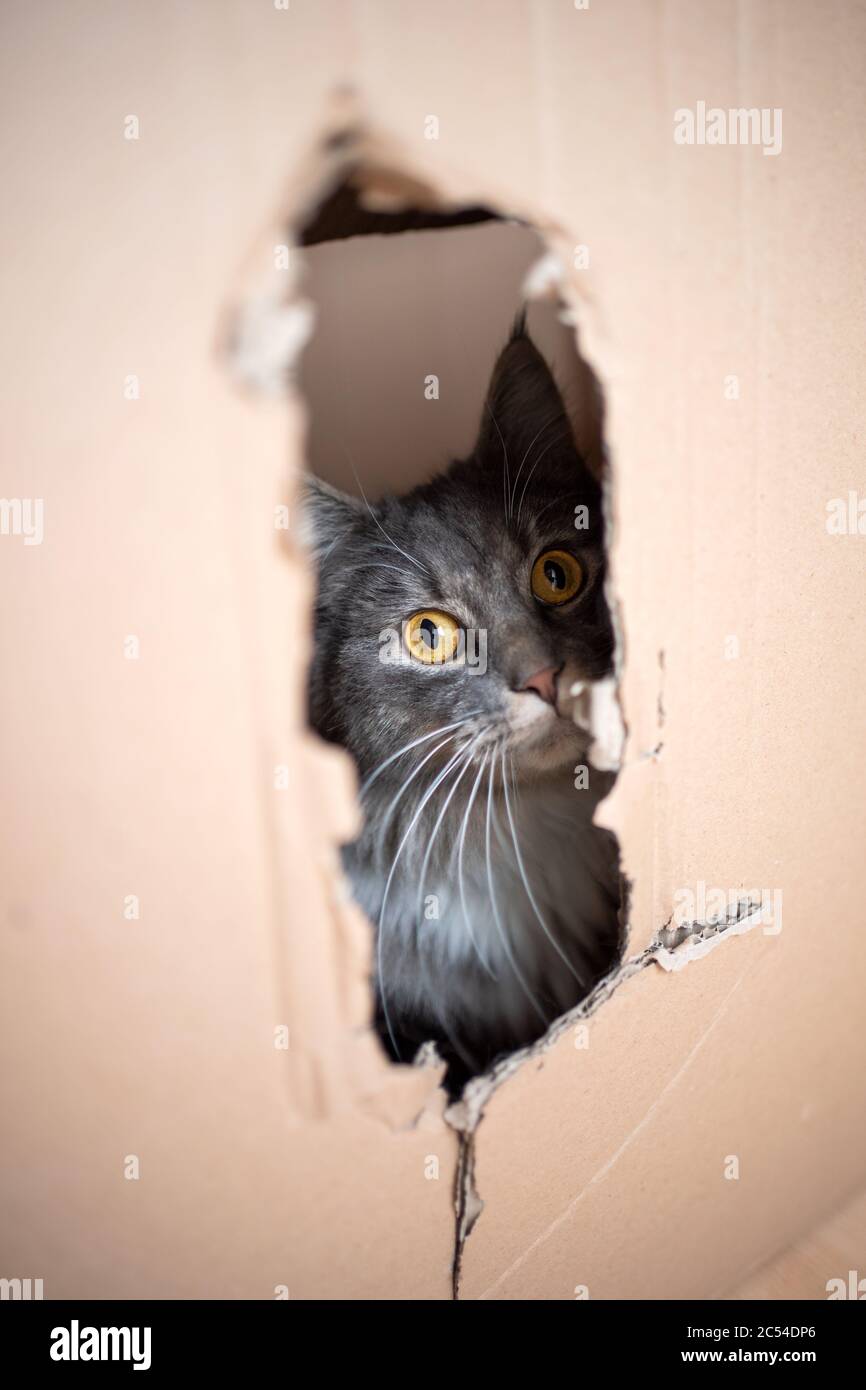 Katze Versteckt Sich Den Ganzen Tag Kuriose blaue Tabby maine coon Katze versteckt sich im Karton und