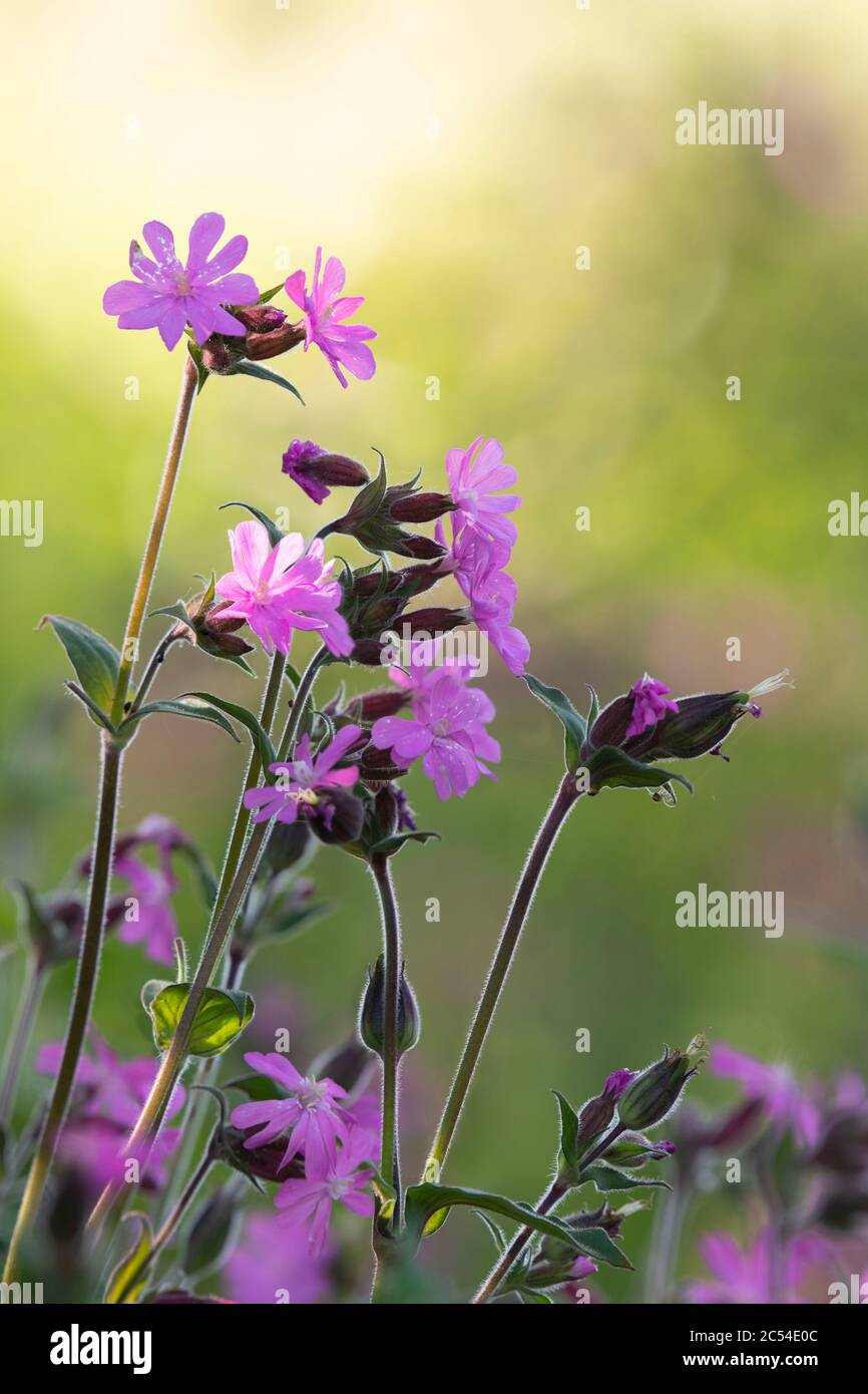 Der Wildflower Red Campion (Silene Dioica) Hinterleuchtet Unter Strahltem Sonnenlicht Stockfoto