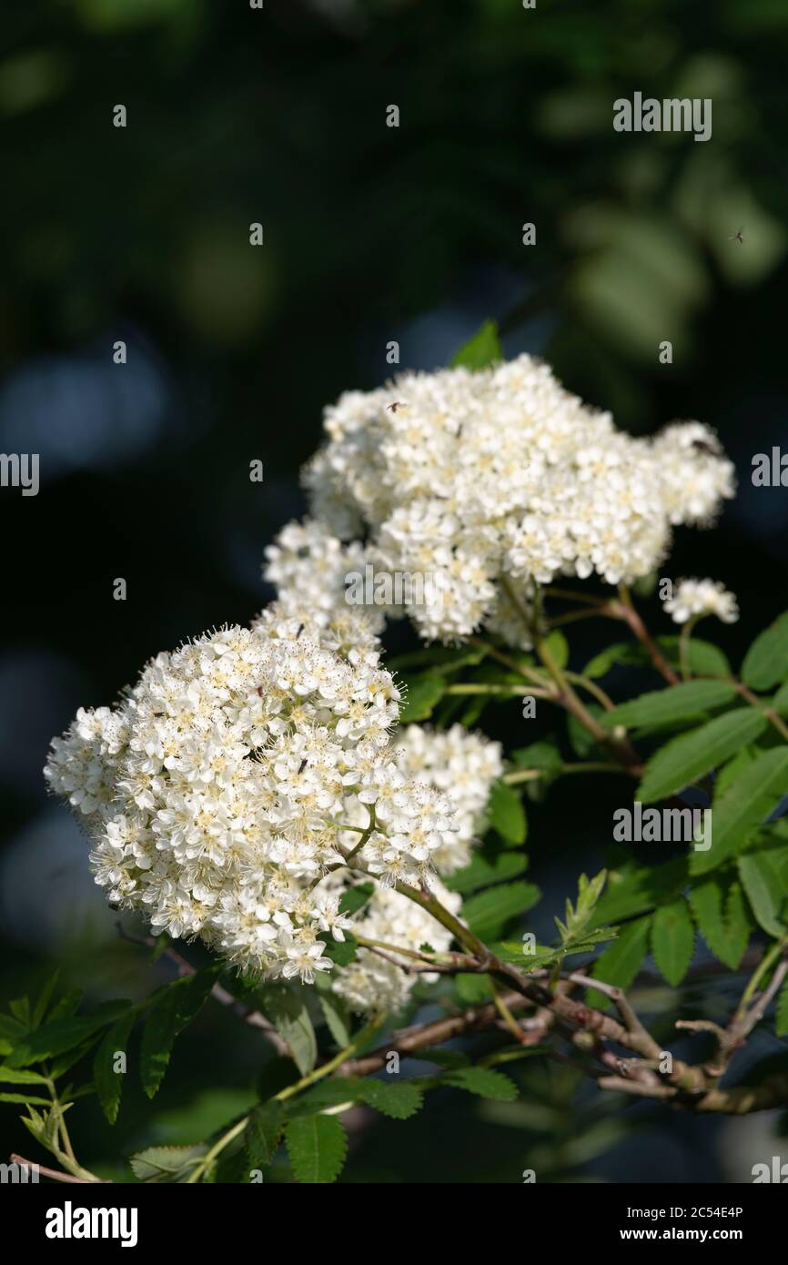 Dolden von cremig weißen Blumen auf dem Berg Asche, oder Rowan (Sorbus Aucuparia) Stockfoto