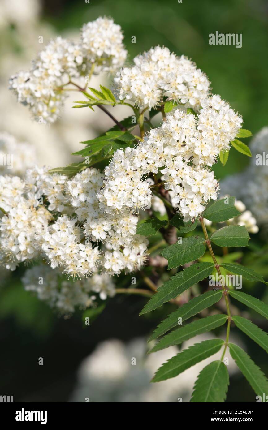 Rowan (Sorbus Aucuparia), oder Bergasche, Blumen im Frühling Stockfoto