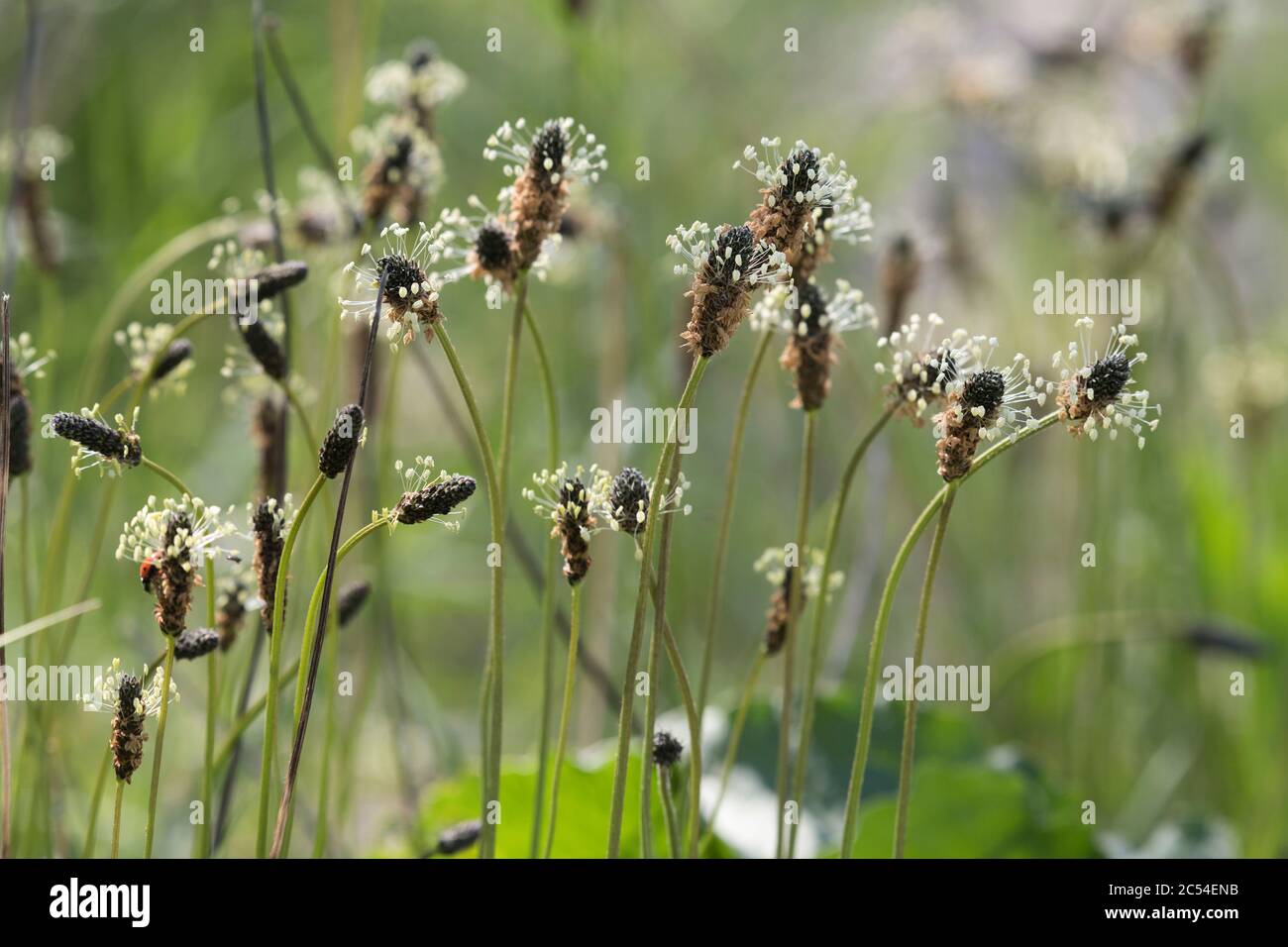 Die weißen Staubblätter und braunen Korollae der Knock-Heads, besser bekannt als Ribwort-Wegerich (Plantago Lanceolata) Stockfoto