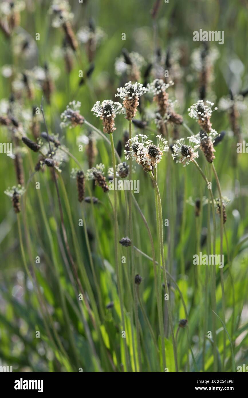 Die Britische Wildblumen-Ribwort-Wegerich (Plantago Lanceolata) oder schmal-blättrige Wegerich Stockfoto