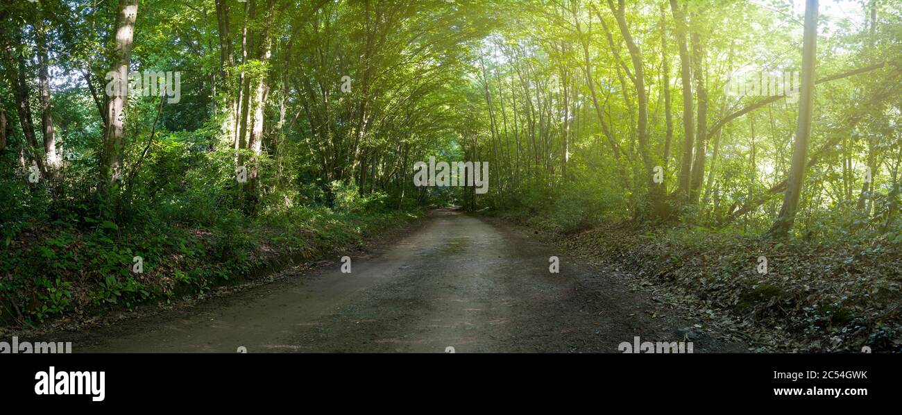 Feldwaldstraße zwischen Bäumen Stockfoto