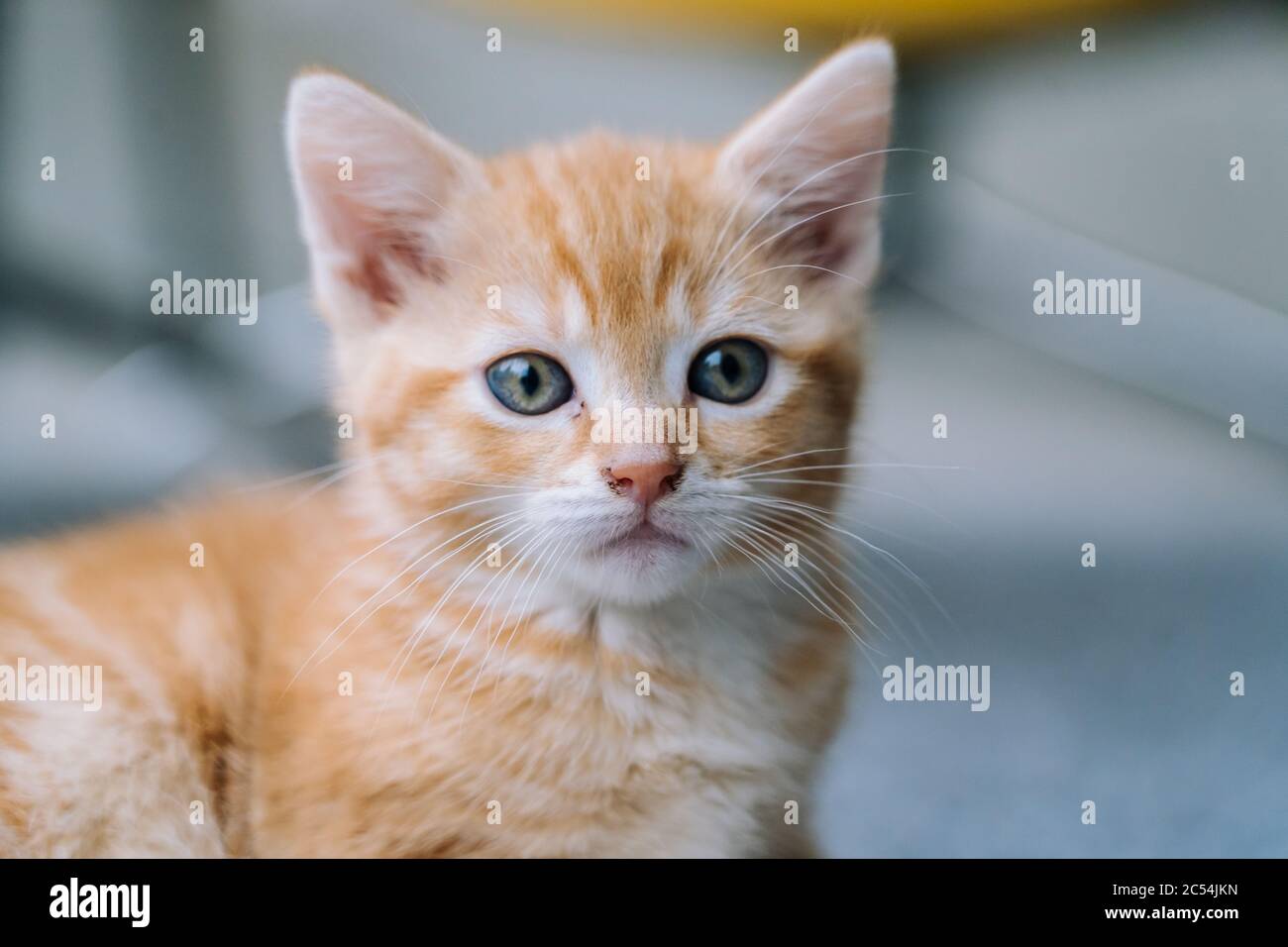 Nette kleine rote Katze sitzt auf gelben Stuhl neben Fenster auf dem Hintergrund. Junge niedliche kleine rote Kitty. Langhaarige Ingwer Kätzchen spielen zu Hause. Niedlich lustig Stockfoto
