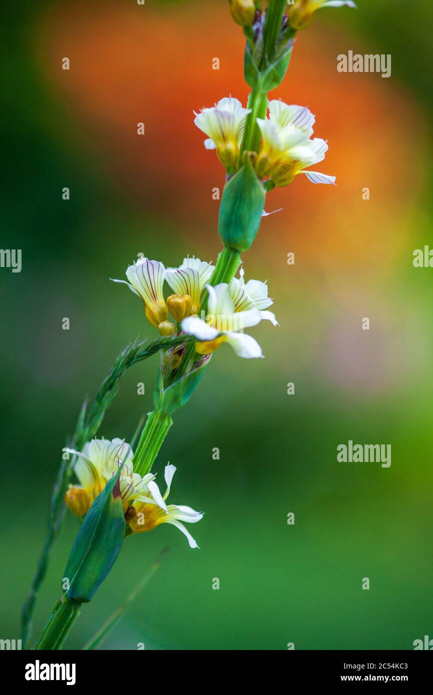 Sisyrinchium striatum (auch bekannt als blass gelbäugige Gras oder gelbe mexikanische Satinblume) in Blüte im Frühjahr in UK Garten Stockfoto