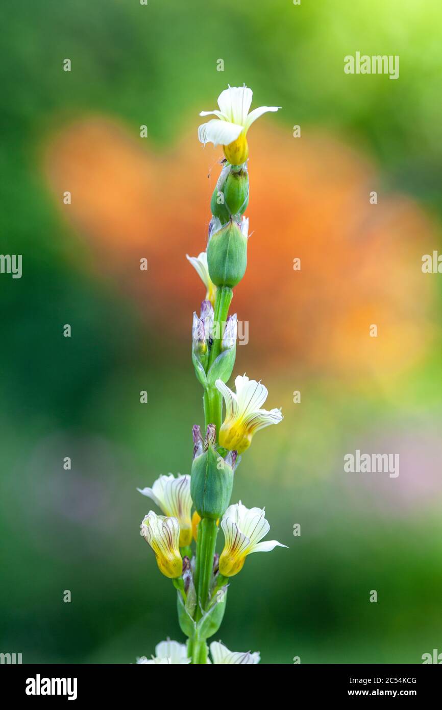 Sisyrinchium striatum (auch bekannt als blass gelbäugige Gras oder gelbe mexikanische Satinblume) in Blüte im Frühjahr in UK Garten Stockfoto