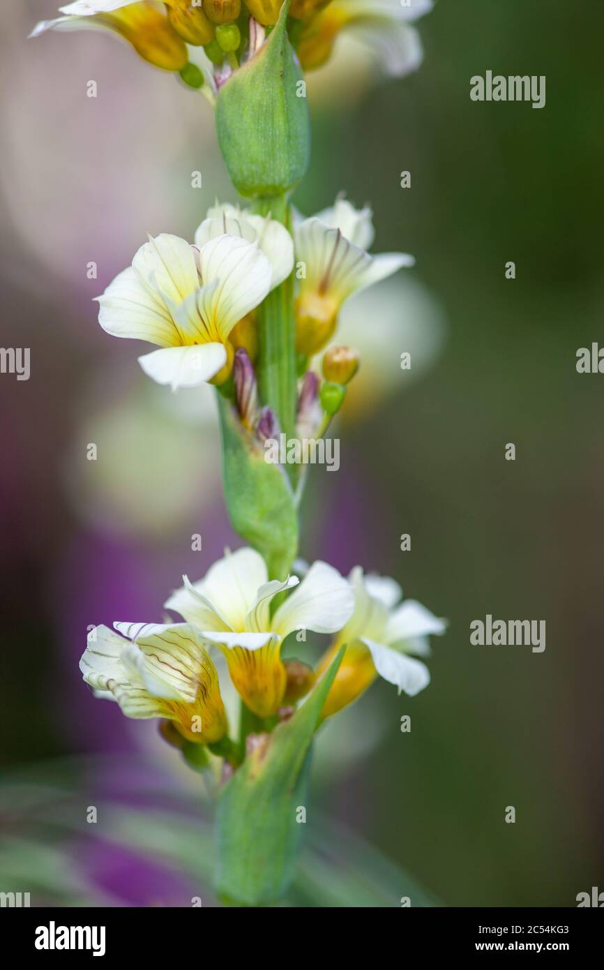 Sisyrinchium striatum (auch bekannt als blass gelbäugige Gras oder gelbe mexikanische Satinblume) in Blüte im Frühjahr in UK Garten Stockfoto