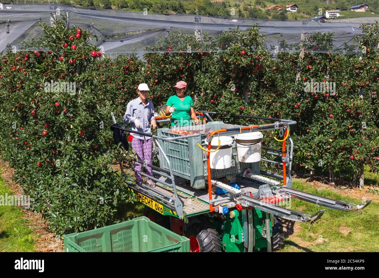 Saisonale Obstpflücker. Stockfoto