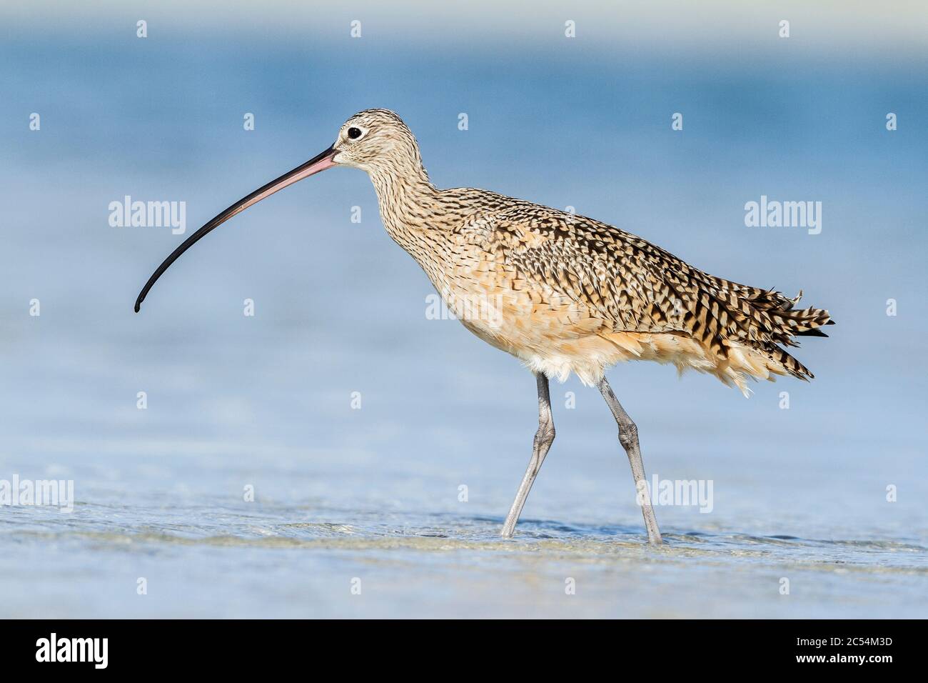 Langschnabelschnabelige Curlew (Numenius americanus), die am Strand in Florida auf Nahrungssuche gehen Stockfoto