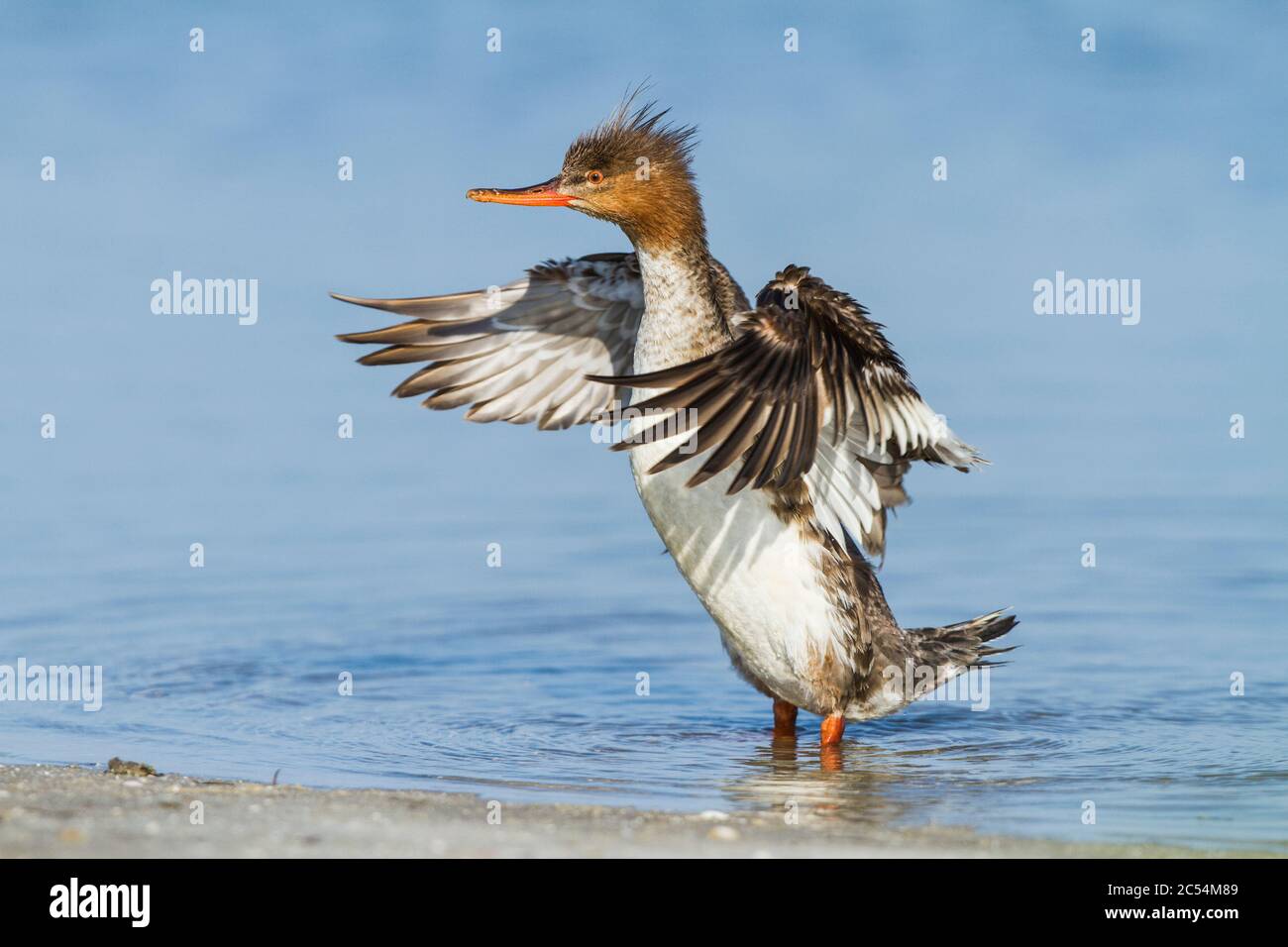 Eine Rotbrustmerganerin (Mergus Serrator), die eine Flügelstrecke in Fort de Soto, Florida, USA, durchführt Stockfoto