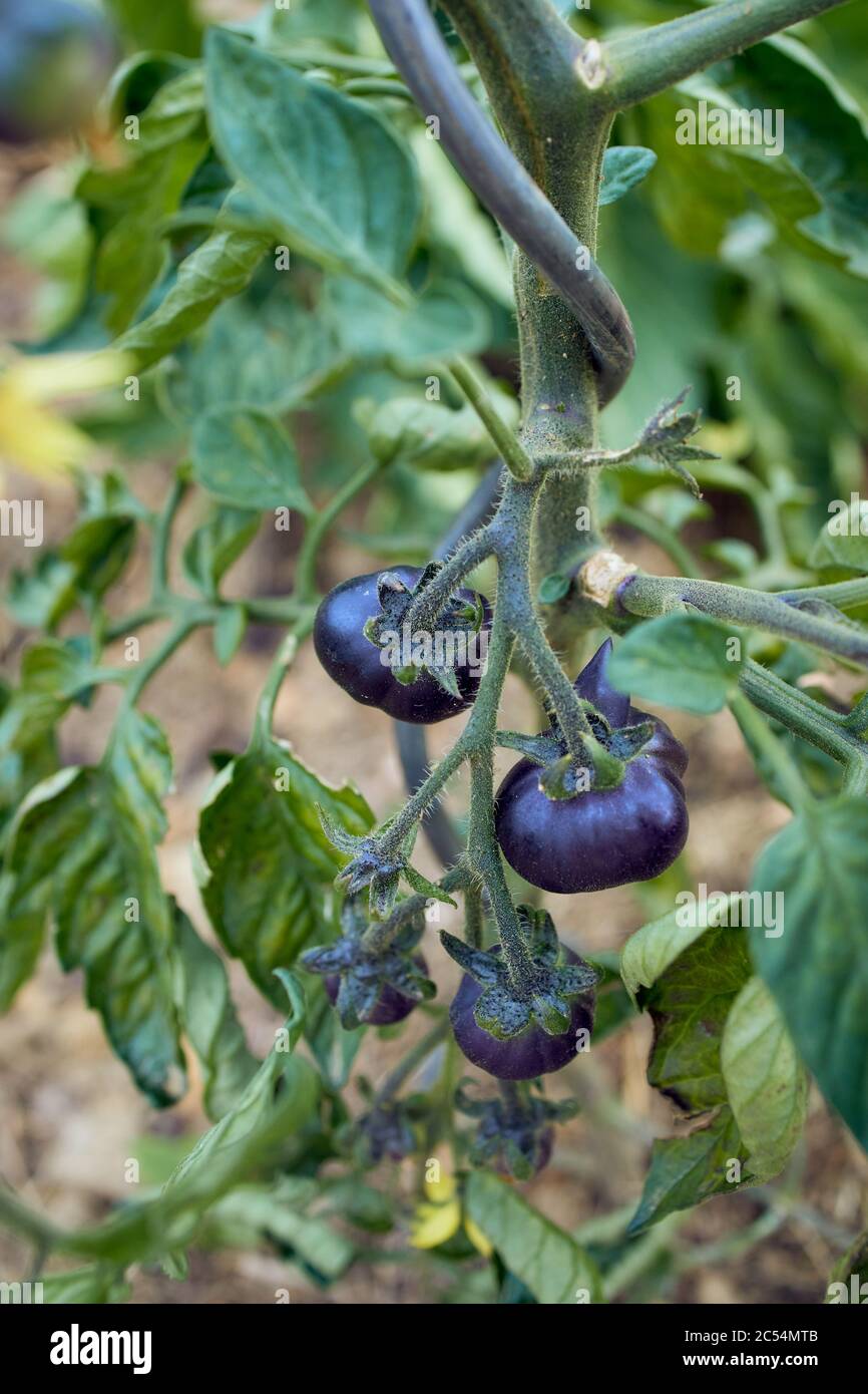 Schwarze Tomaten in einem privaten Garten anbauen Stockfoto