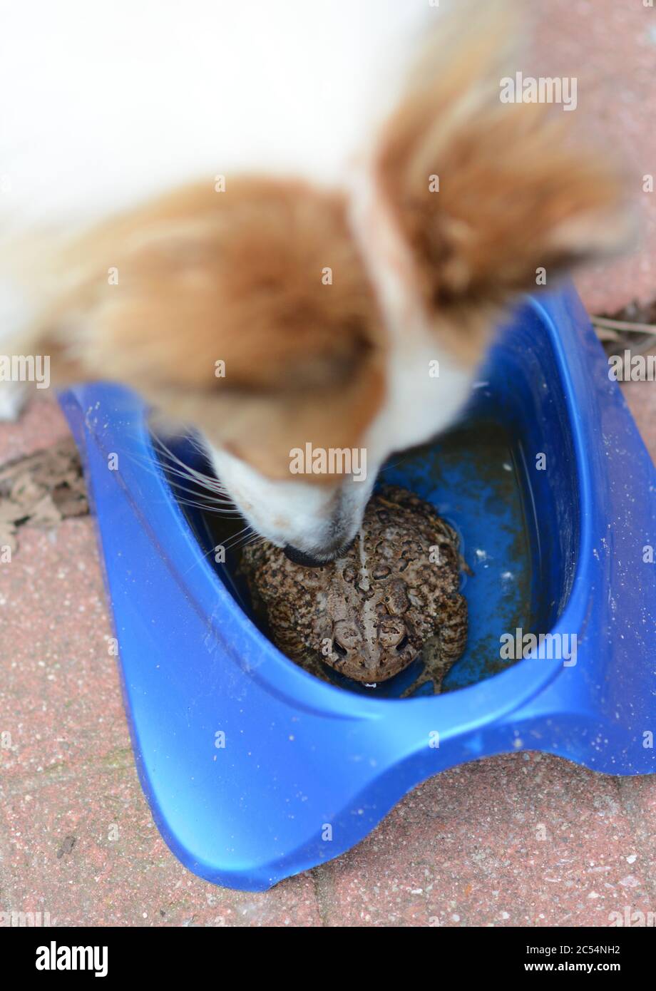 Ein junger Hund findet eine Kröte in seiner Wasserschale. Kröten sezernieren Giftstoffe und können für kleine Haustiere schädlich sein. Stockfoto
