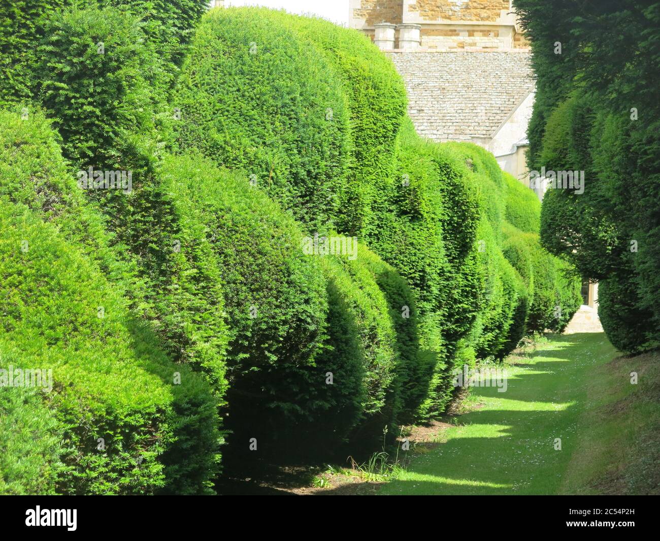 In den 1670er Jahren gepflanzt, ist eine alte Doppelreihe Eibenhecken, bekannt als der Elephant Walk, eines der Merkmale auf dem Gelände des Rockingham Castle. Stockfoto