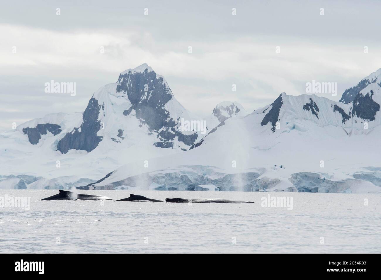 Buckelwal in Charlotte Bay Antarktis Stockfoto