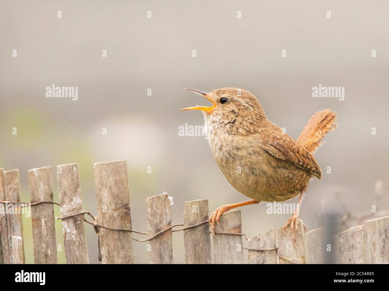 Kleiner brauner vogel mit aufgestecktem schwanz -Fotos und -Bildmaterial in  hoher Auflösung – Alamy