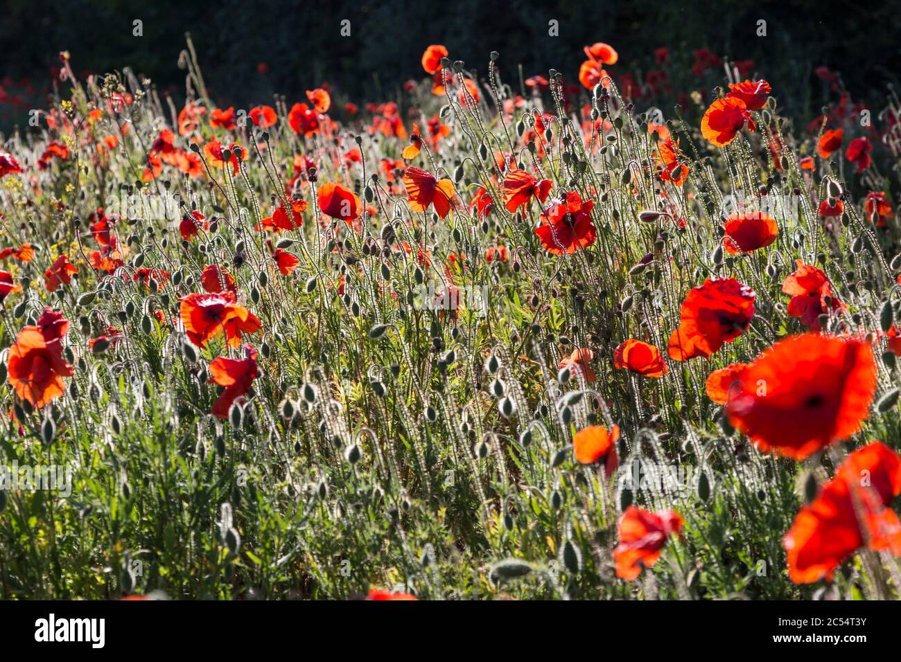 Bunte strukturierten Hintergrund Stockfoto