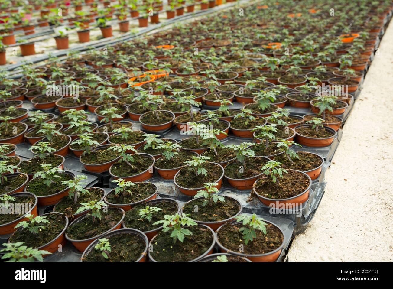 Reihen von Töpfen mit jungen Sämlingen von Tomaten wachsen im Gewächshaus Stockfoto