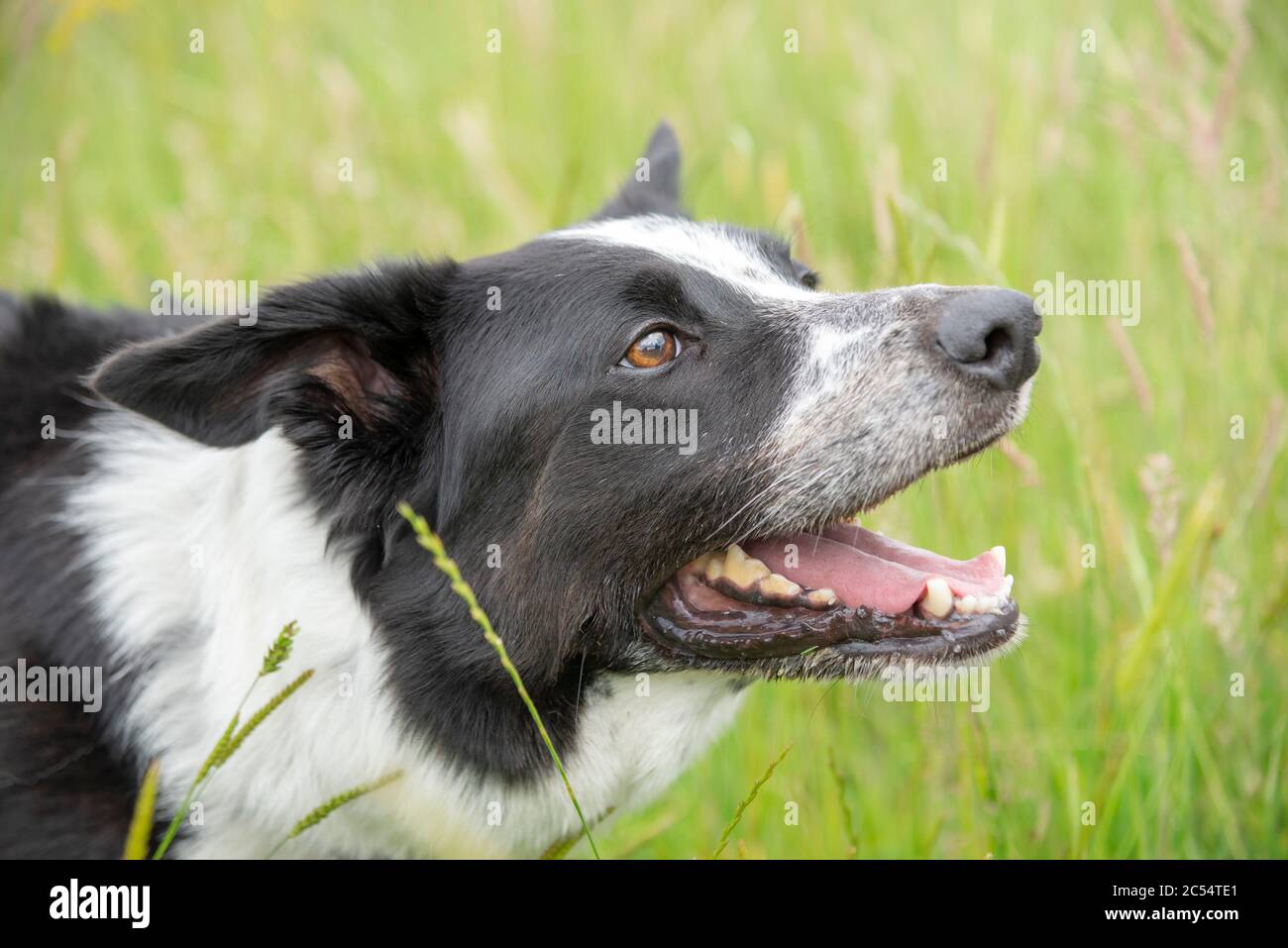 Border Collie Hund in einer Sommerwiese von langen Gräsern Stockfoto