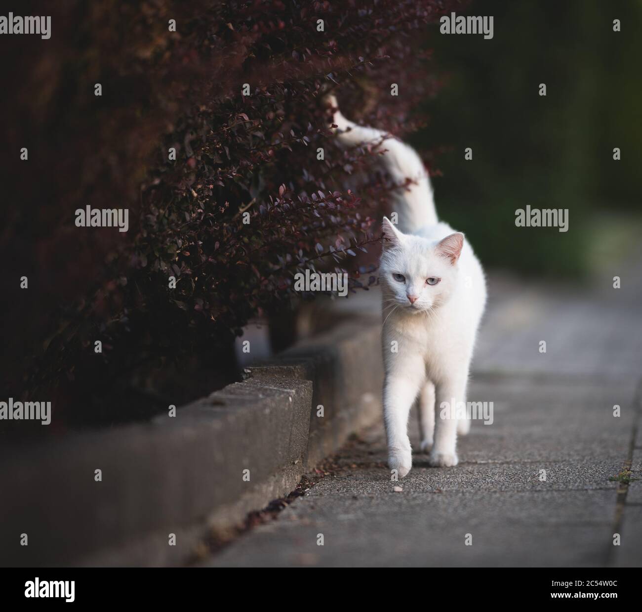 Vorderansicht der weißen Hauskatze, die entlang der roten Hecke auf dem Bürgersteig läuft Stockfoto