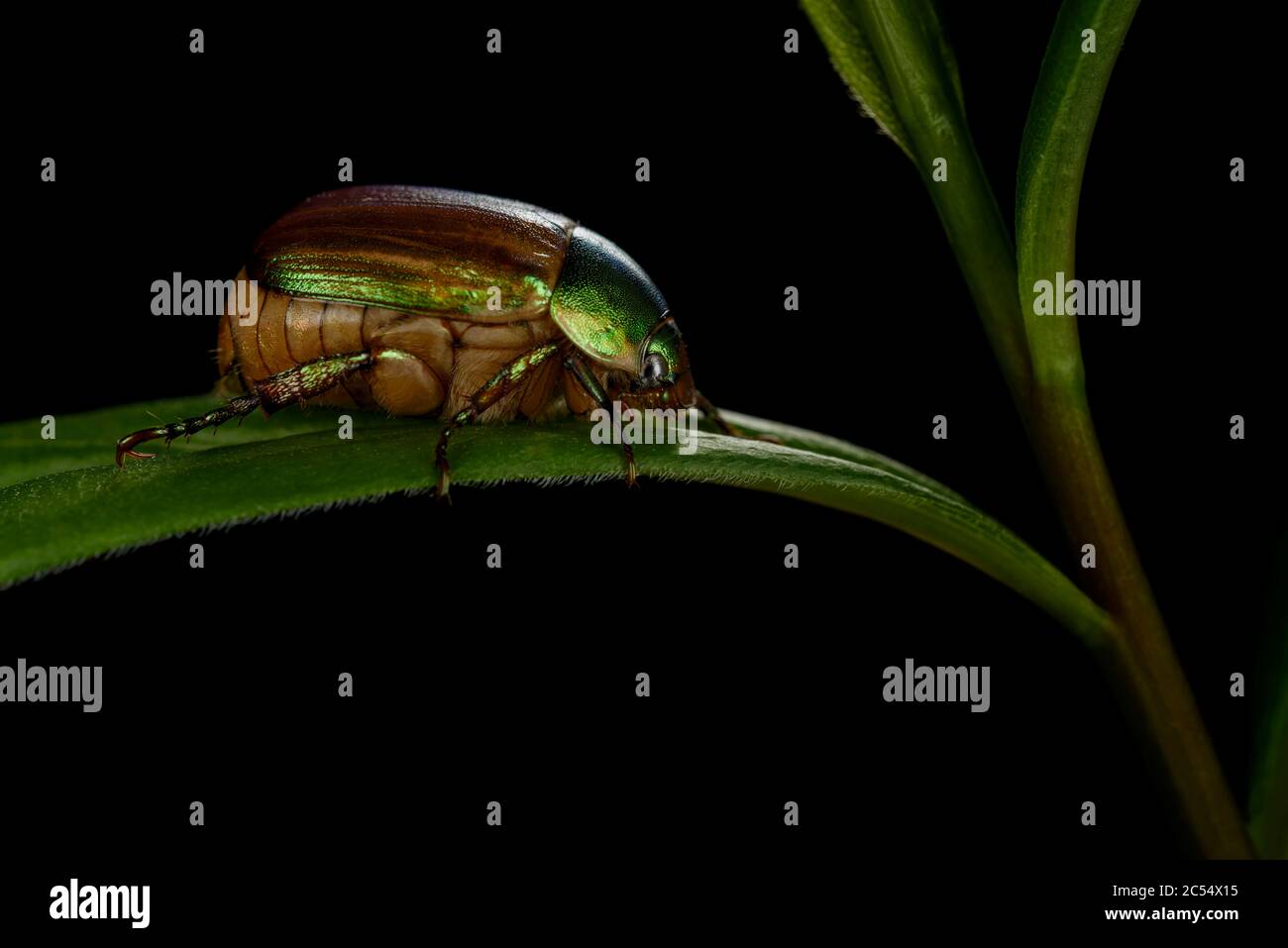 Big Fett Popillia japonica Insekt schlafen auf einem Pflanzenzweig Stockfoto