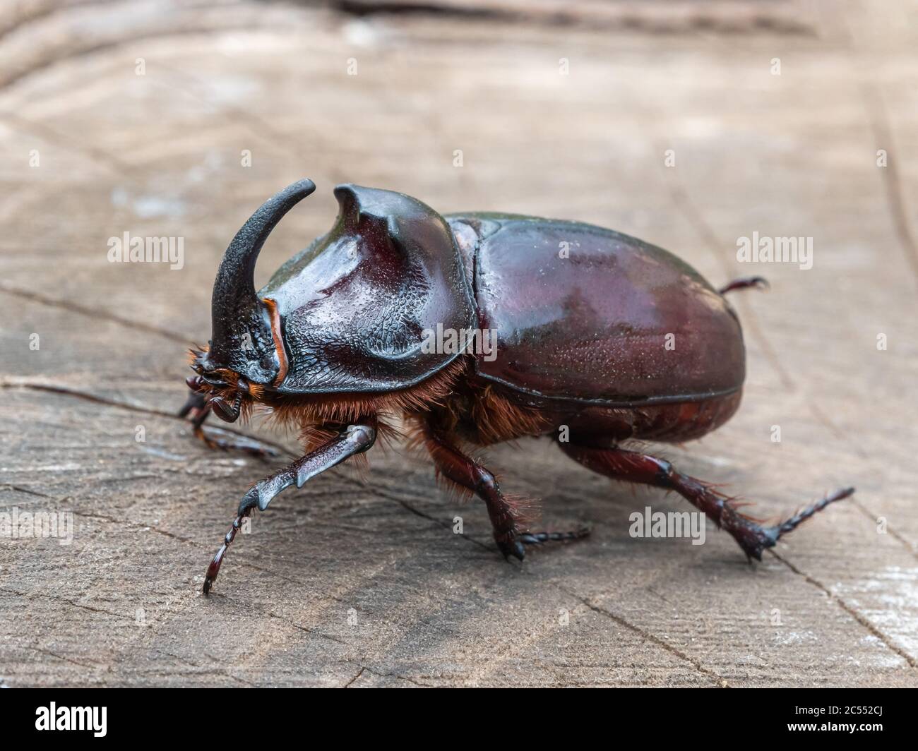 Käfer Nashorn auf einem alten Stumpf Nahaufnahme. Stockfoto