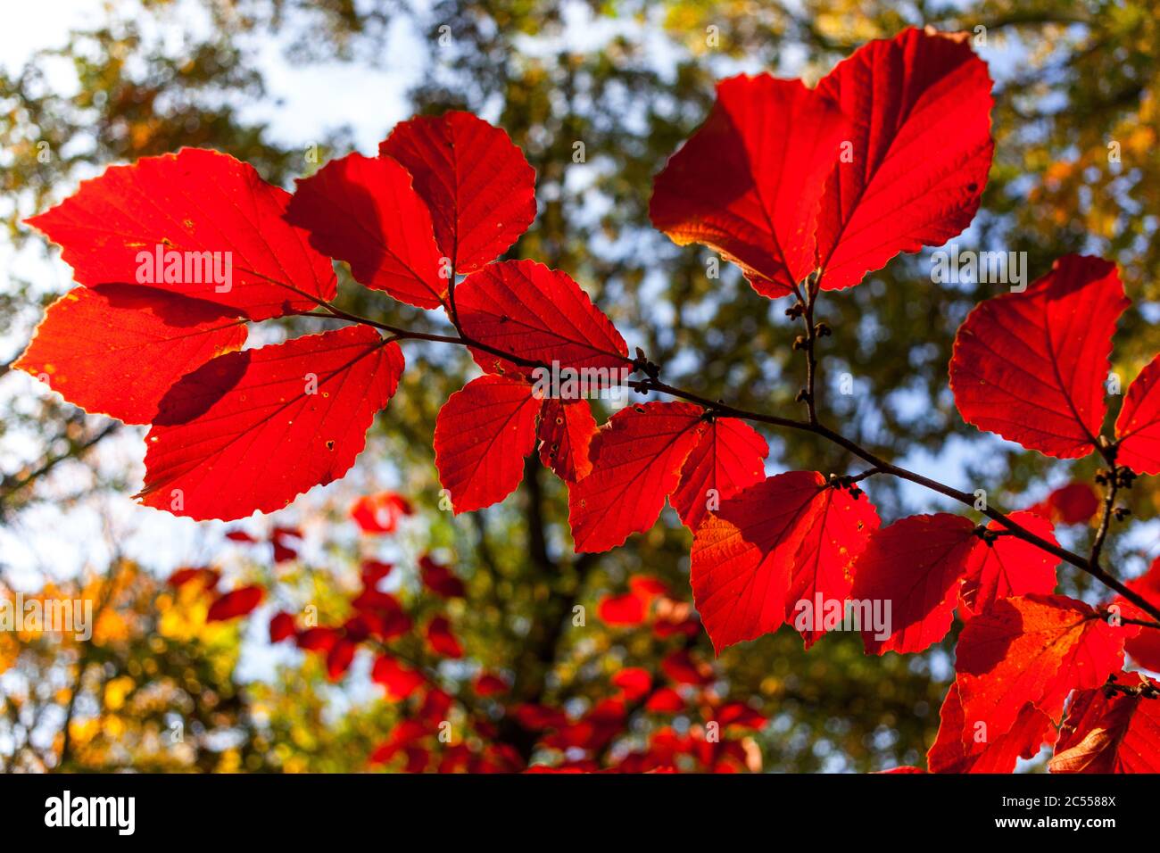 Hexe Hasel Blätter Sonnenlicht Baum im Herbstgarten Hamamelis Primavera Stockfoto