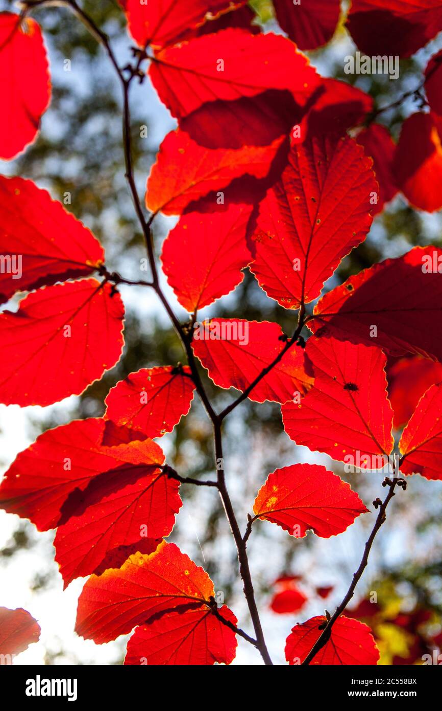 Hamamelis x intermedia 'Primavera' Stockfoto