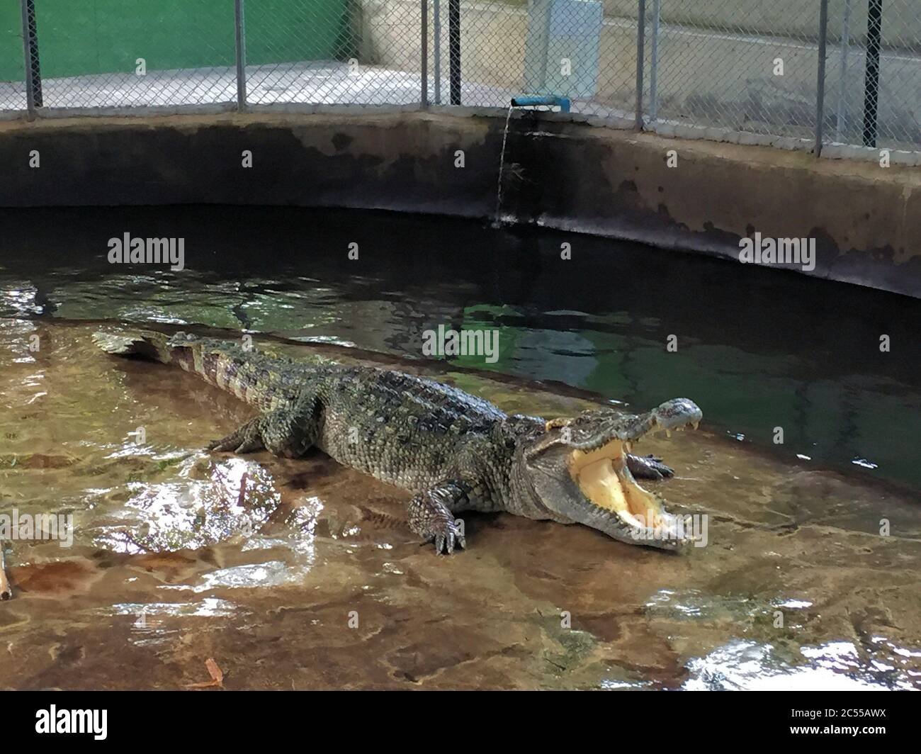 Aligator in einer Reptilienfarm in Koh Samui Thailand Stockfoto