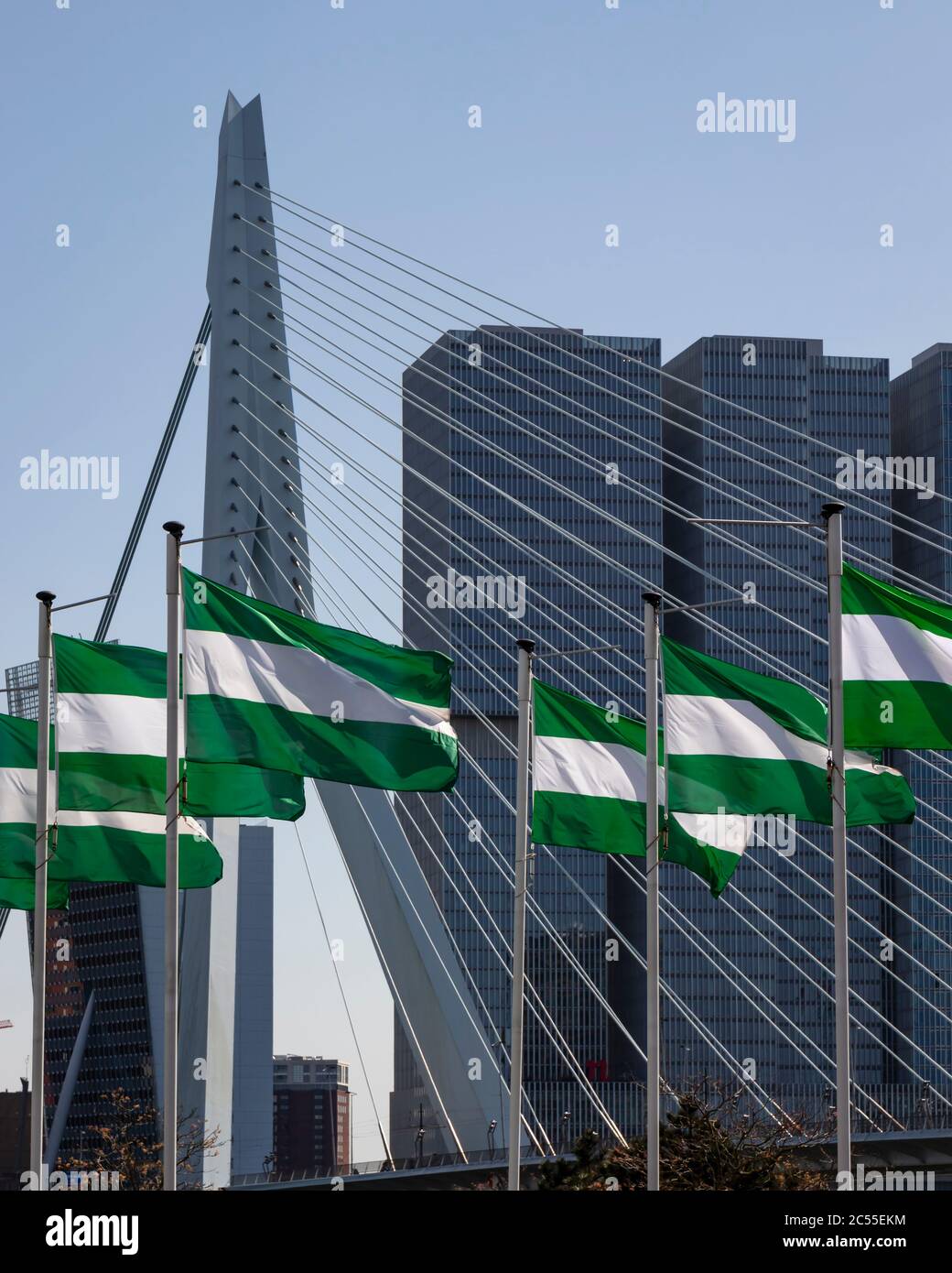 Mehrere grüne und weiße Rotterdam Flaggen mit der Erasmus Brücke und dem Rotterdam Gebäude im Hintergrund Stockfoto