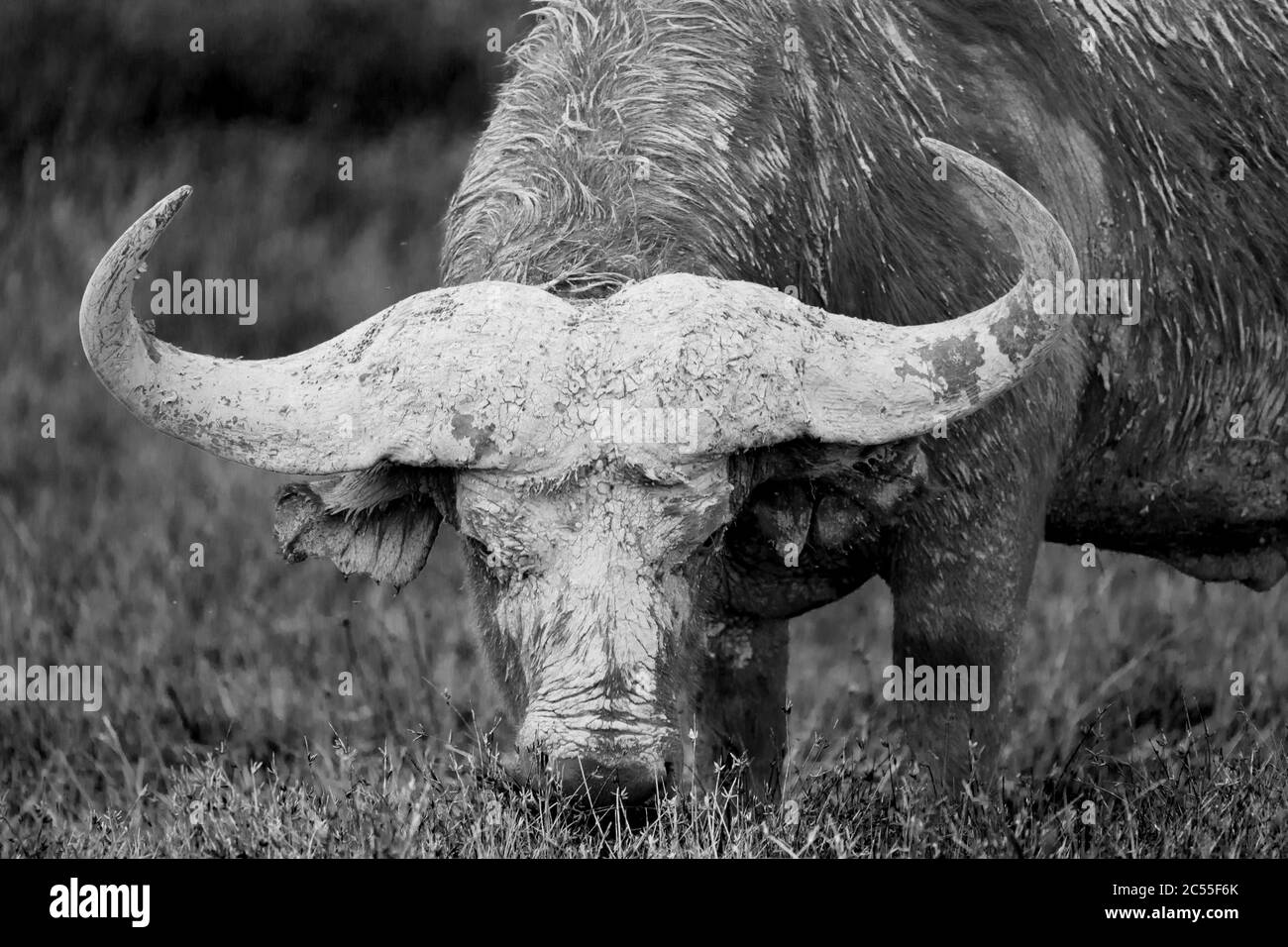 Ein großer Büffel im Grasland der Savanne Stockfoto