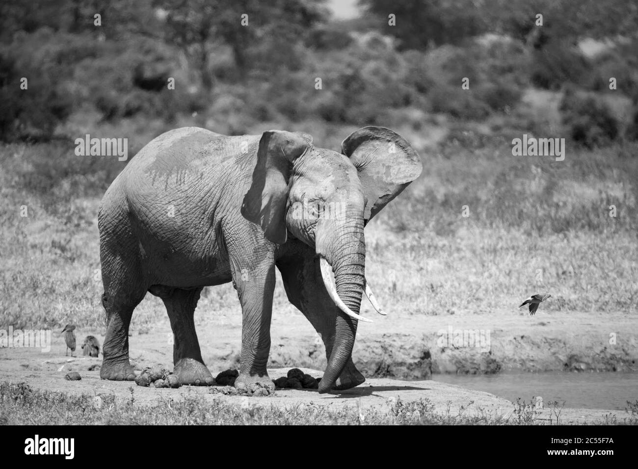Elefanten in der Savanne nahe einem Wasserloch kommen zu trinken Stockfoto